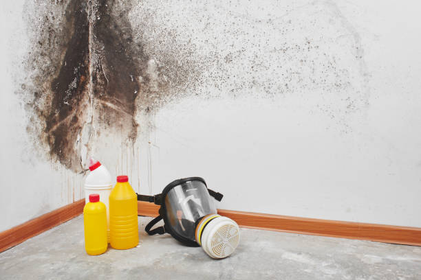 Best Mold Damage Repair  in Westmont, NJ