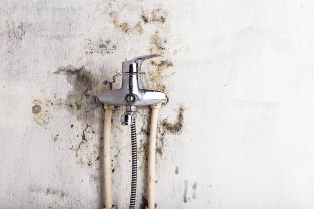 Trusted Westmont, NJ Mold Removal Experts