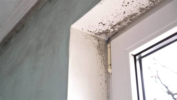 Best Local Mold Removal Service  in Westmont, NJ