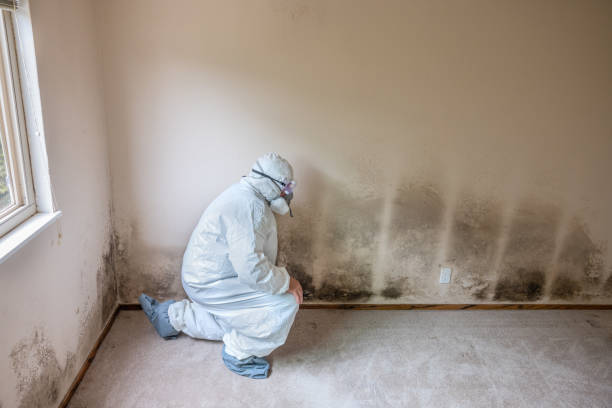 Best Toxic Mold Removal  in Westmont, NJ