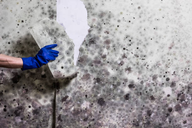 Best Affordable Mold Removal  in Westmont, NJ