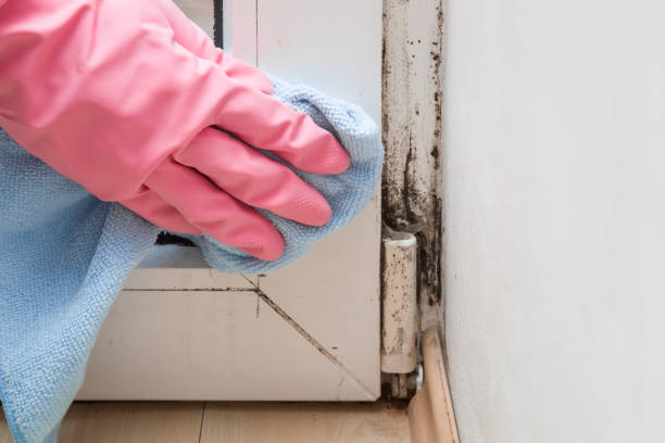 Best Fast Mold Removal  in Westmont, NJ