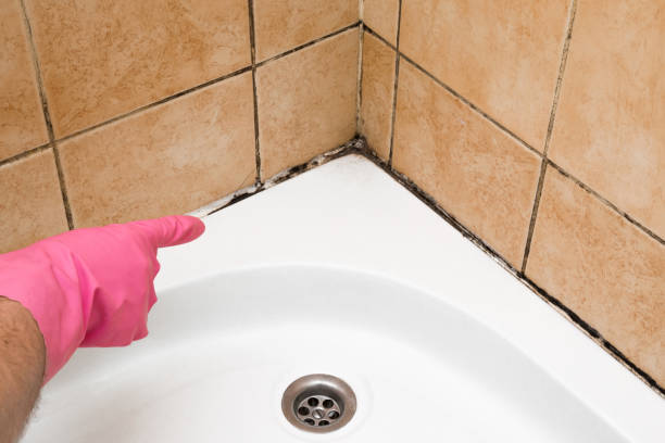 Best Local Mold Removal Service  in Westmont, NJ